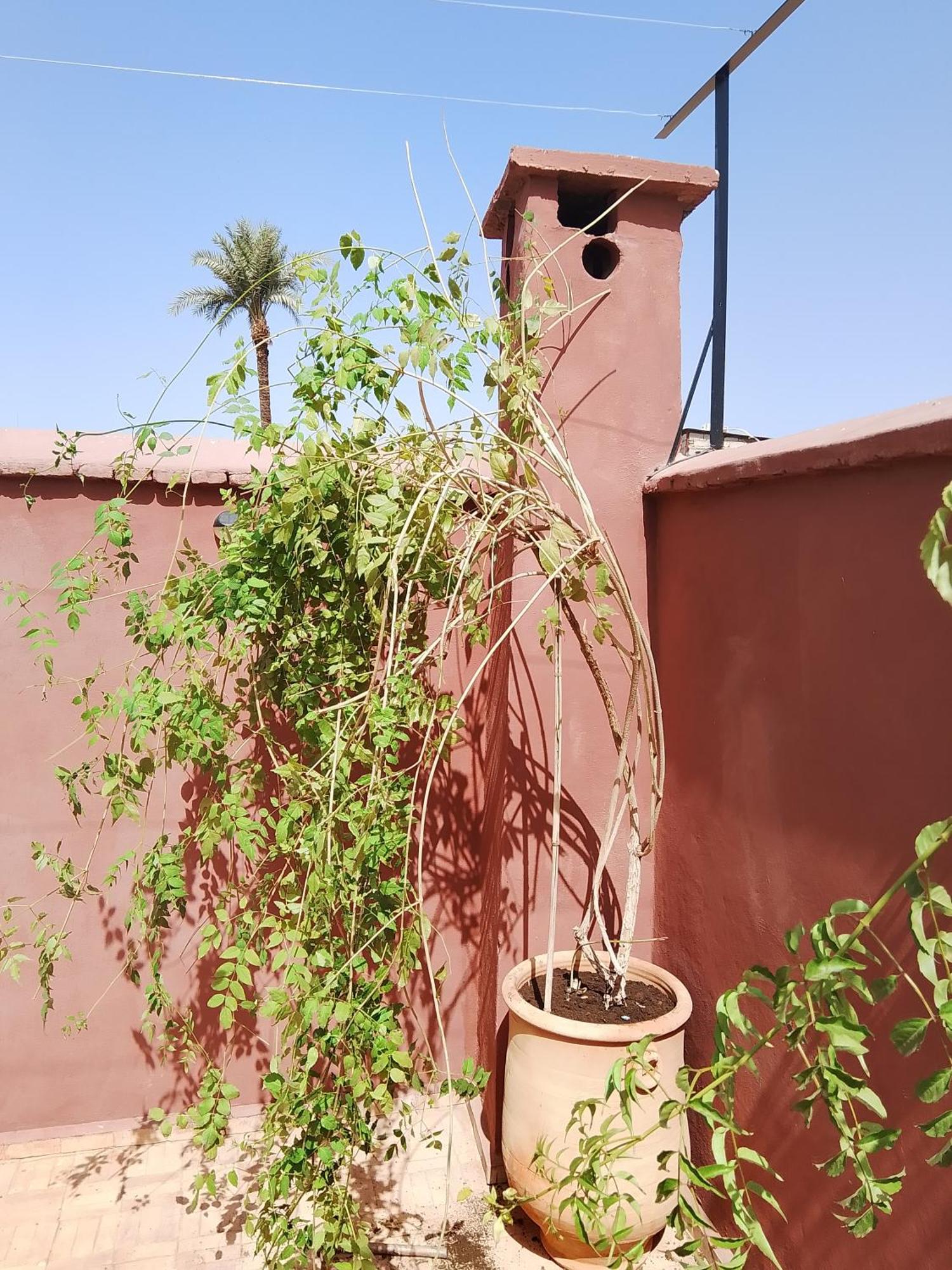 Riad Paquerette Marrakesh Ngoại thất bức ảnh